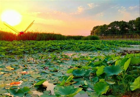 Baiyangdian Lake A Majestic Water Wonderland and Ecological Paradise!