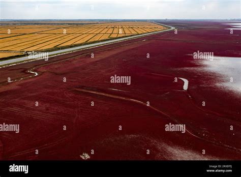 Red Beach Panjin: A Crimson Playground Where Wetlands Meet Wonders!