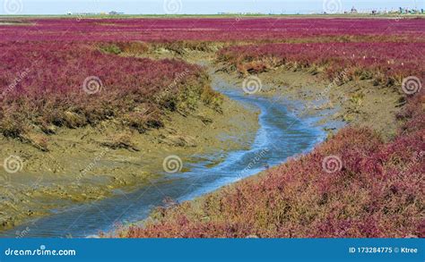 Red Beach Scenic Area: An Unforgettable Tapestry of Red Reed Grass and Coastal Beauty!