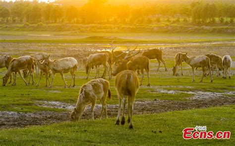 Dafeng Milu Nature Reserve - Where Deer Roam Free and Wetlands Thrive!