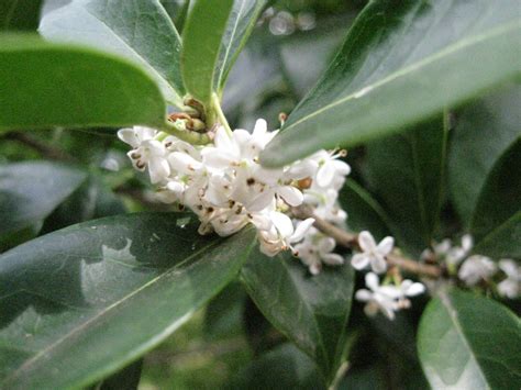 The Osmanthus Garden: A Fragrant Escape into History and Nature!