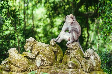 Ubud Monkey Forest: A Playground of Mischievous Macaques and Serene Spirituality!